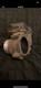 Mk7 7.5 Golf Gti Throttle Body Genuine. Taken Off Perfect Running Gti